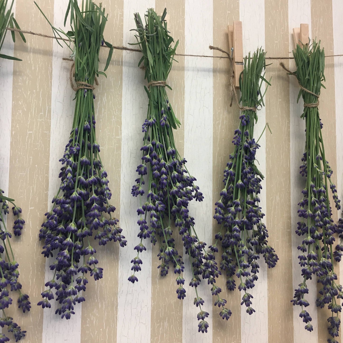 Lavender Bubble Bath
