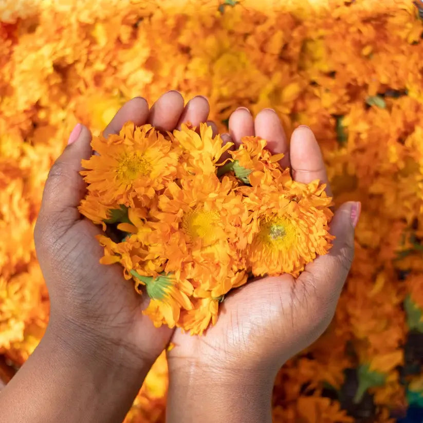 Calendula Coconut Oil: 1oz