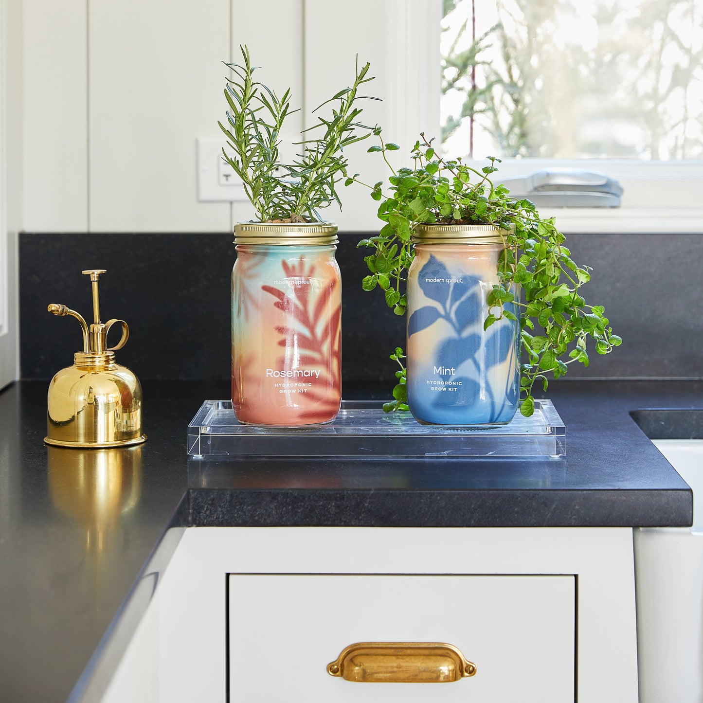 Herb Garden Jar: Cilantro
