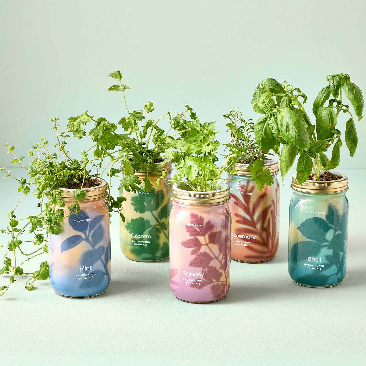 Herb Garden Jar: Lavender