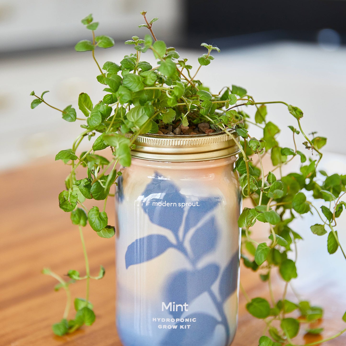 Herb Garden Jar: Basil
