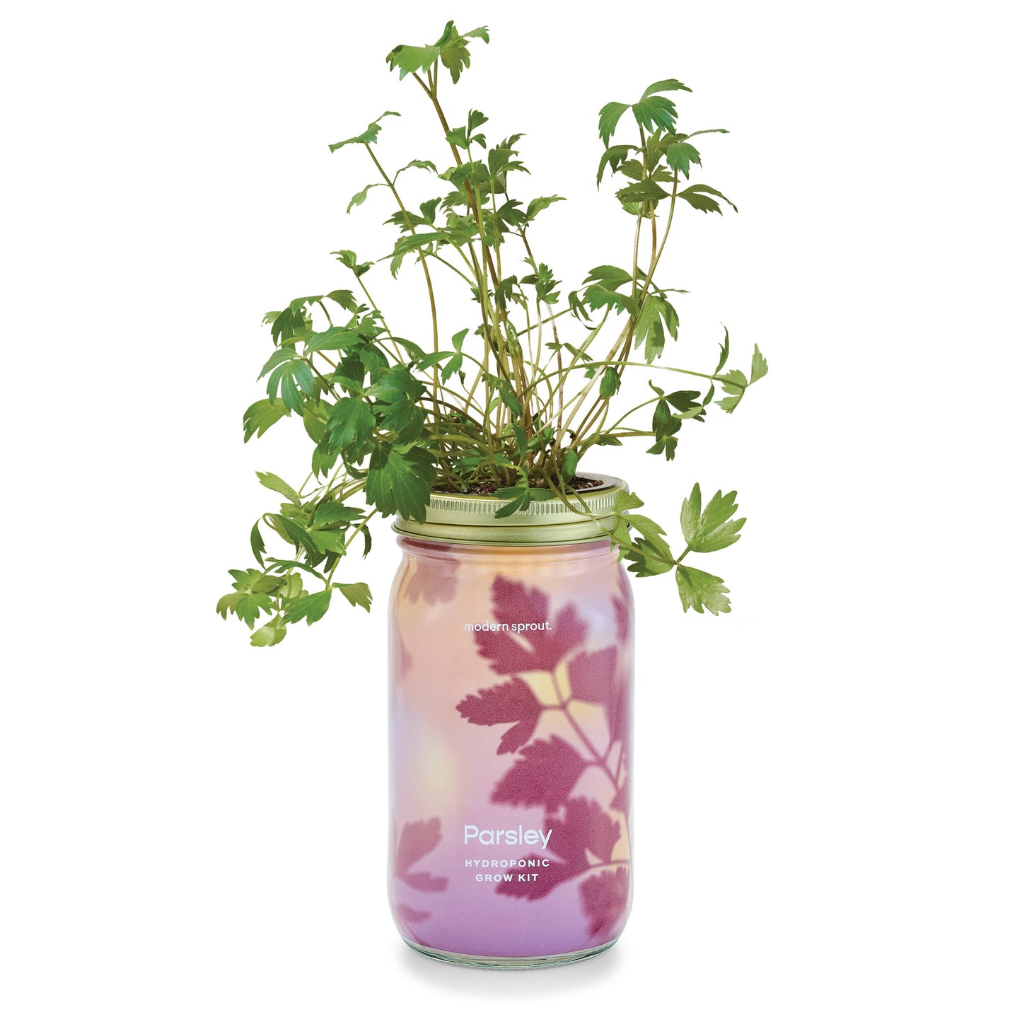 Herb Garden Jar: Lavender