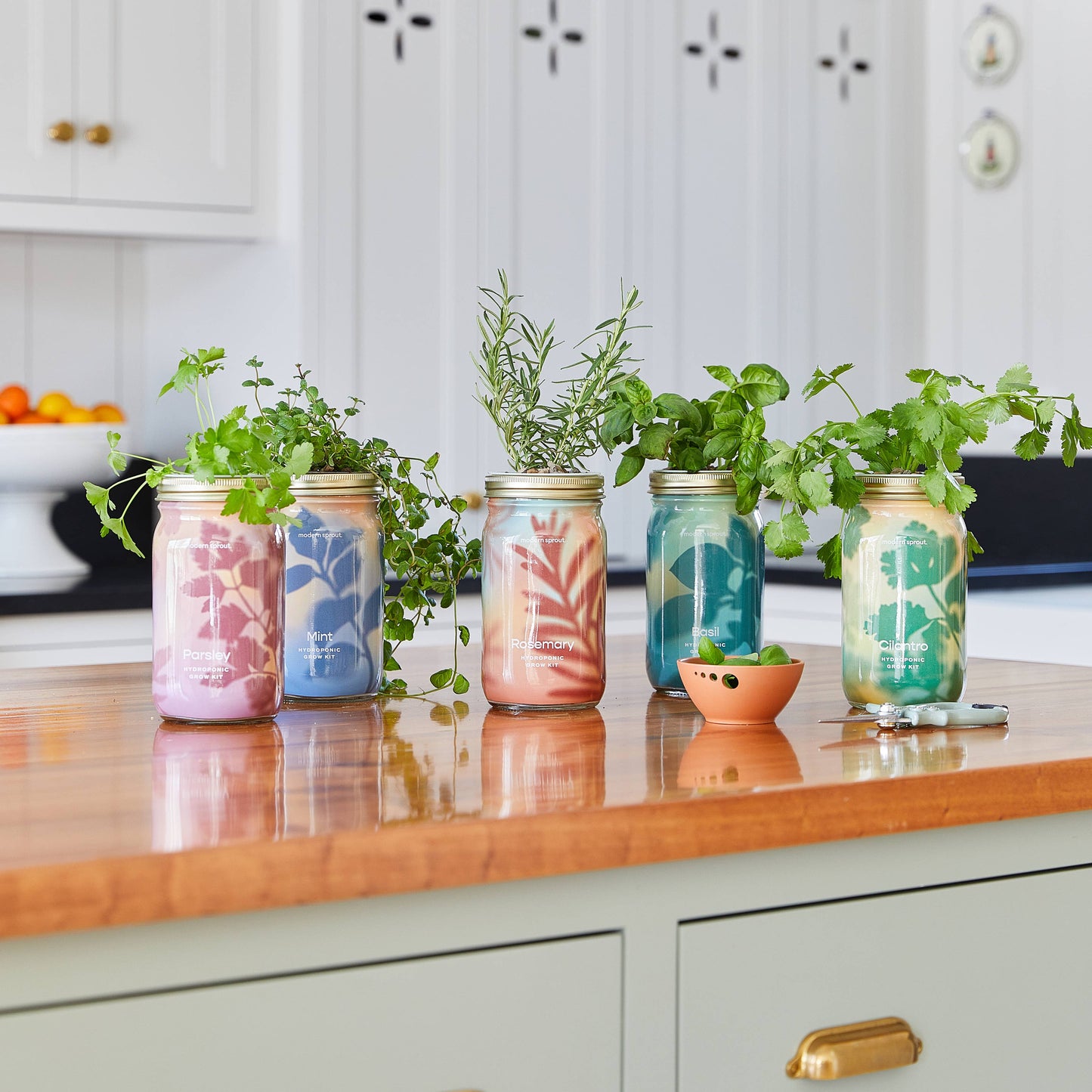 Herb Garden Jar: Cilantro