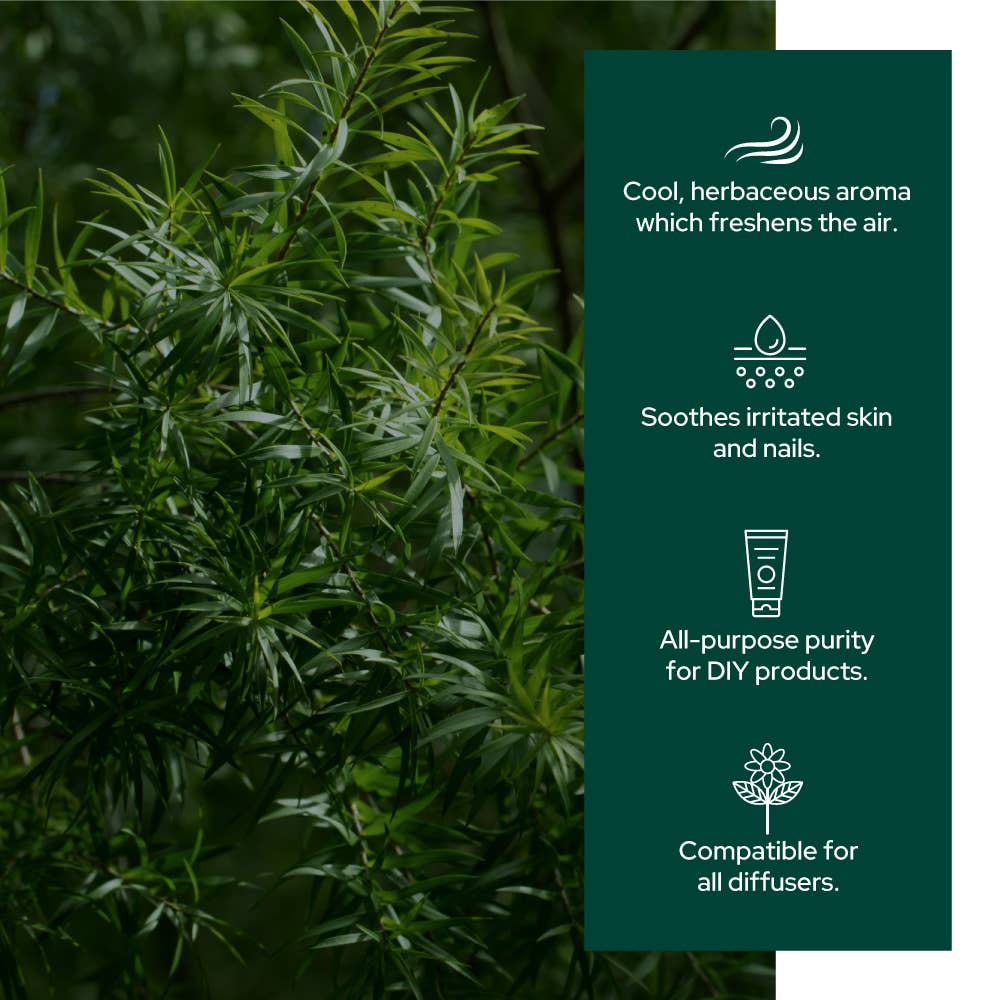 Tea Tree Oil for Aromatherapy, Skincare and Haircare | Sizes: 2oz
