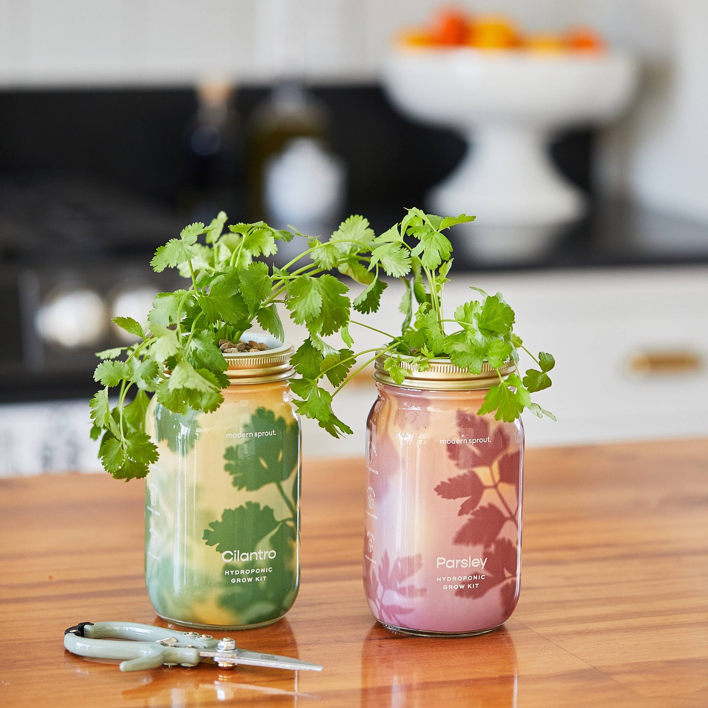 Herb Garden Jar: Cilantro