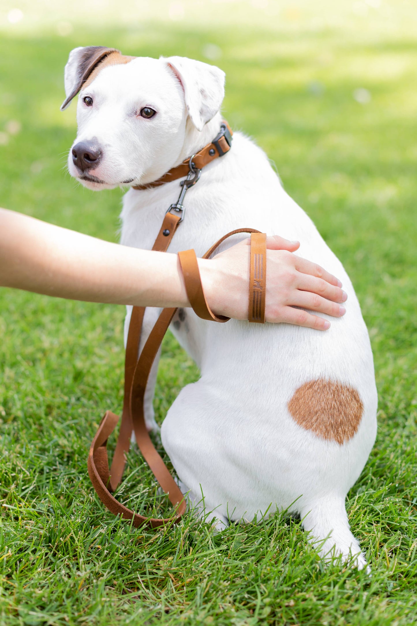 Sport Style Soft Leather Euro Dog Collar: Soft Bark Brown / S 5/8" Wide 10"-15" Range